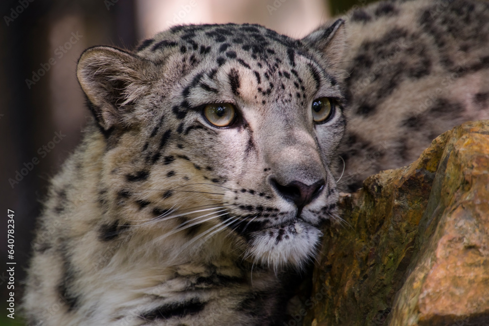 Portrait of a snow panther or snow leopard Portrait of a snow panther or snow leopard