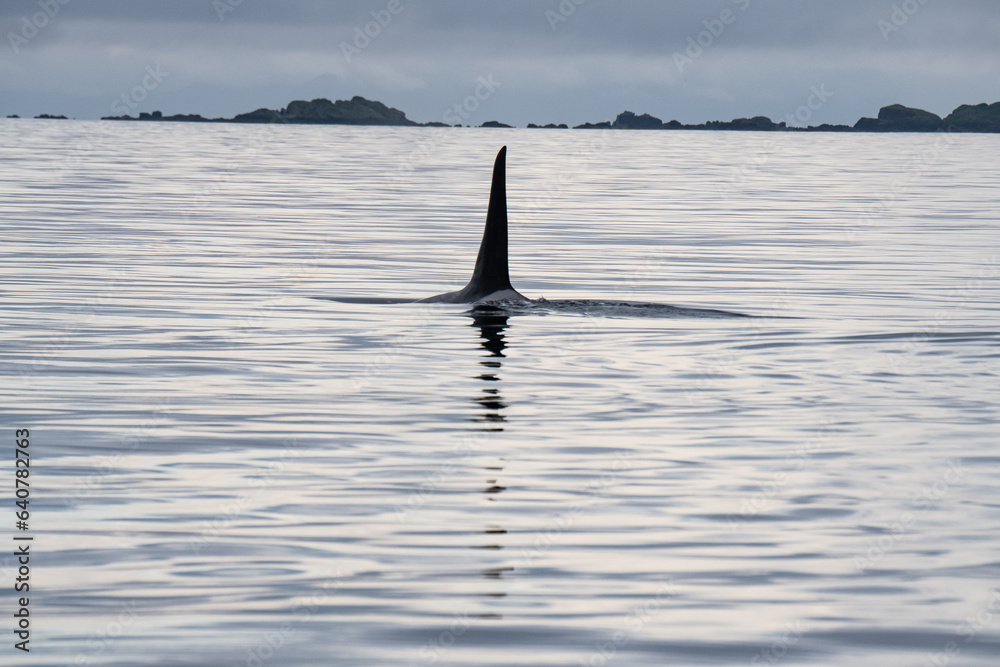 Fototapeta premium Schwanzflosse eines Orcas, auch Schwertwal genannt