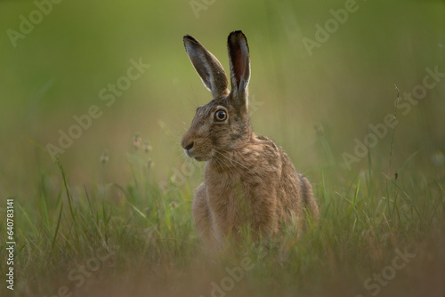 European hare on the meadow. European nature during summer season. Hare during the sunset.  © prochym