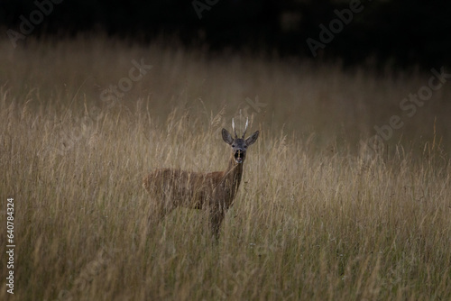 Fototapeta Naklejka Na Ścianę i Meble -  Roe deer during rutting season. Deer on the meadow. European nature during summer season. Roe deer on the meadow.