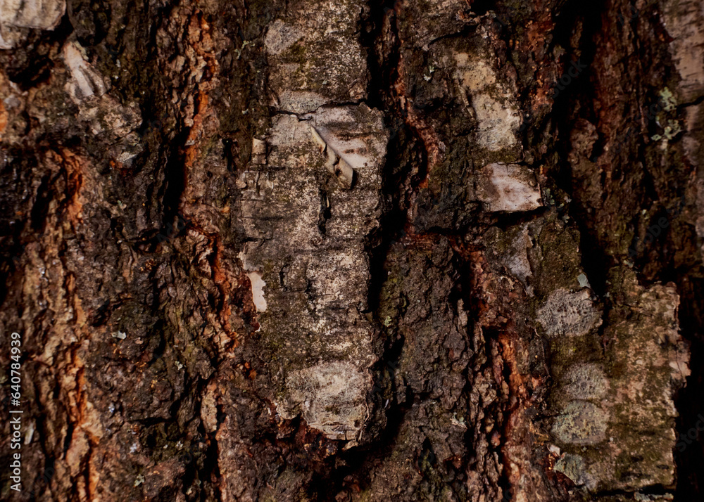 Hornbeam bark wood background. Hornbeam tree bark texture. Tough rude wooded surface pattern. Macro closeup. Hornbeam bark wood background. Hornbeam tree bark texture. Tough rude wooded surface pattern. Macro closeup.