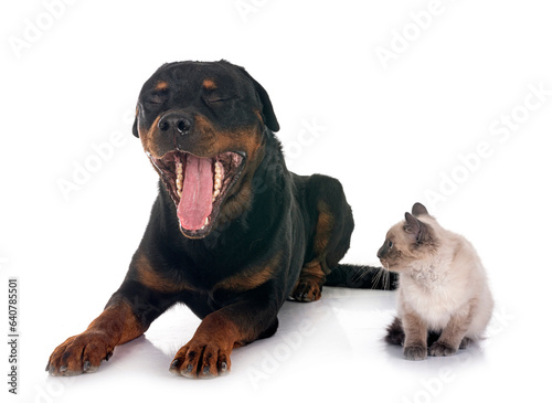 siamese kitten and rottweiler