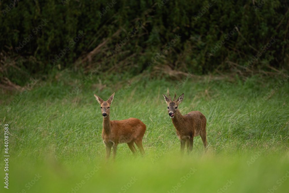 Roe deer during rutting season. Deer on the meadow. European nature during summer season. Roe deer is following the doe. Roe deer during rutting season. Deer on the meadow. European nature during summer season. Roe deer is following the doe.
