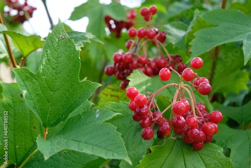 Close up of red fruits of guelder rose, Viburnum opulus. It is edible and medicinal plant