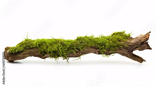 Lush moss on a deteriorating branch, set against a white background.