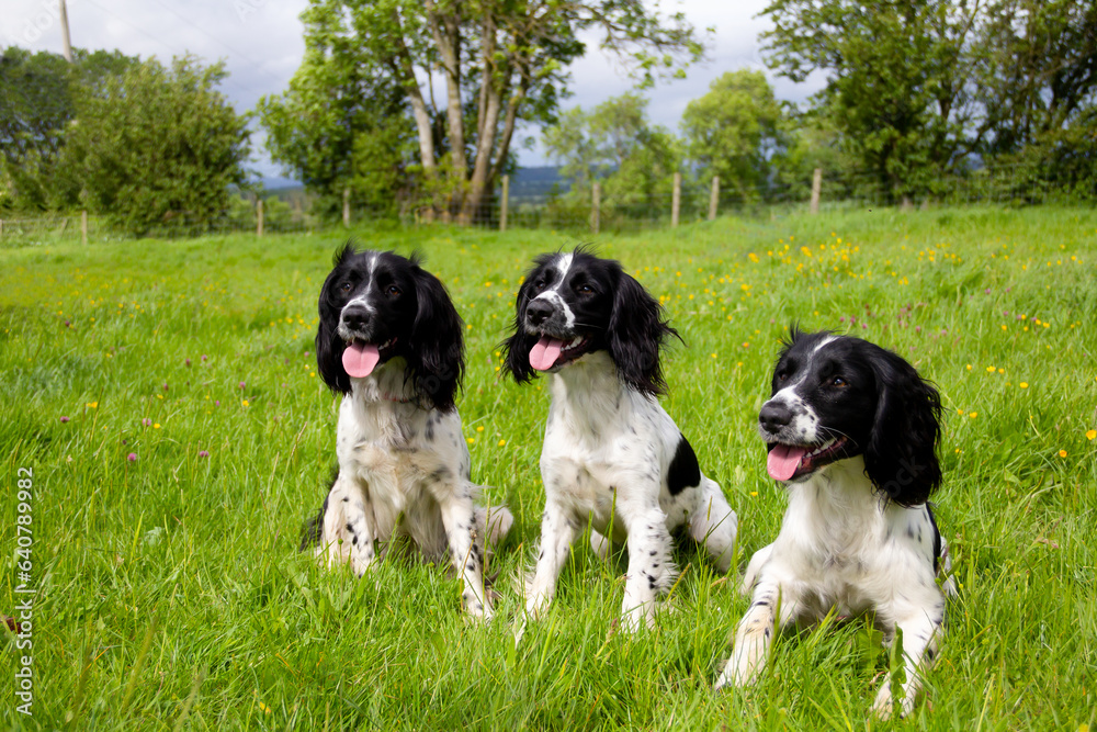 Smile for the camera, three black and white spaniel dogs sit together in field, appearing to be looking at camera and smiling as they enjoy the outdoors in the Shropshire countryside. Smile for the camera, three black and white spaniel dogs sit together in field, appearing to be looking at camera and smiling as they enjoy the outdoors in the Shropshire countryside.