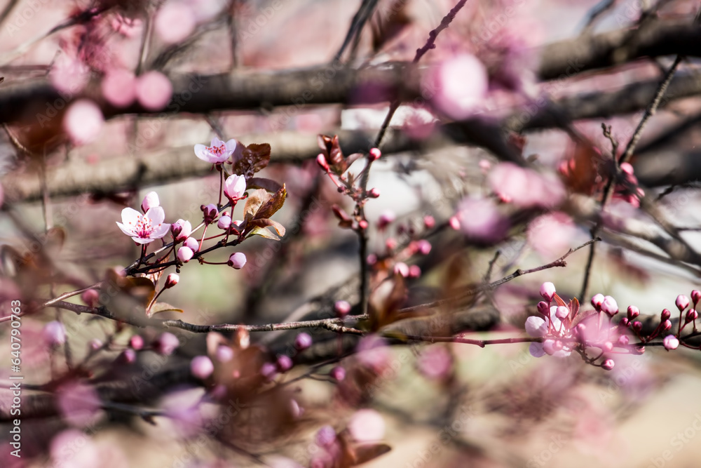 The fruits blossom in spring.