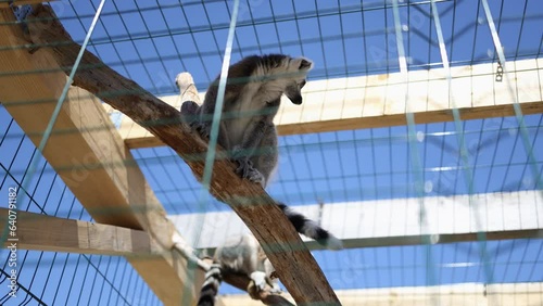 lemur sits on a tree in a cage against the background of the sky. lemur in captivity in the zoo