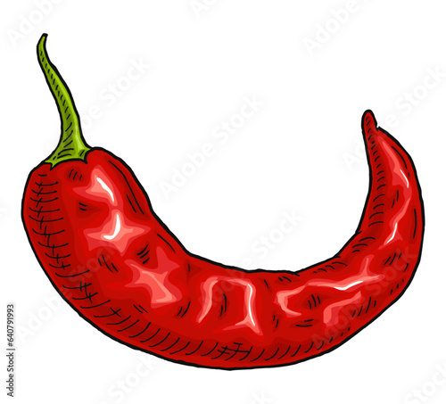 Whole red pepper chilli. Vintage engraving color illustration.
