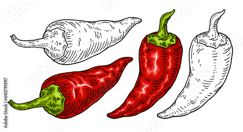 Whole red pepper chilli. Vintage engraving color illustration.