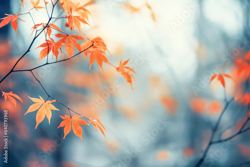 Japanese maple tree in autumn season