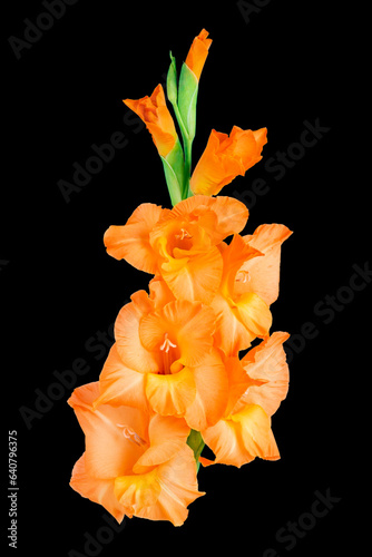 Obraz na płótnie Orange gladiolus flower on black background