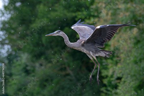 Flying bird