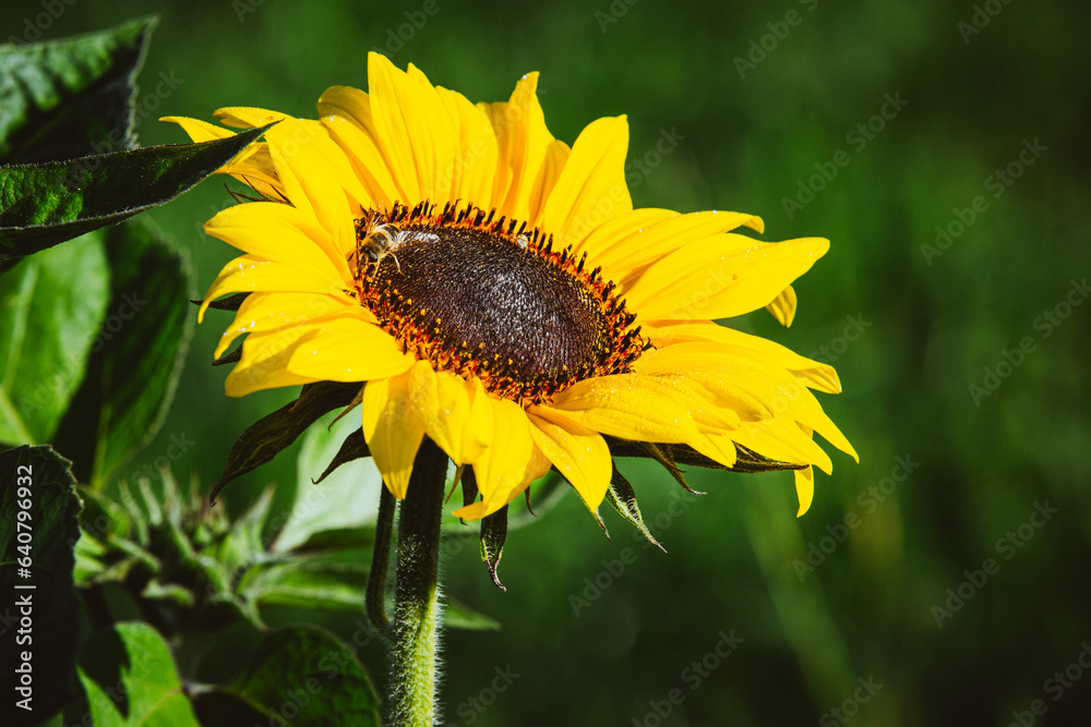 Sonnenblume in voller Blüte, Sonnenblume im Feld, Gelbe Sonnenblume im Garten Sonnenblume in voller Blüte, Sonnenblume im Feld, Gelbe Sonnenblume im Garten