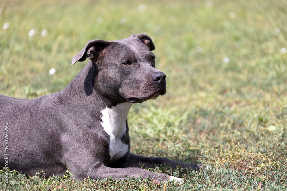 Beautiful staffordshire bull terrier portrait on a green lawn close-up. Blue stuffy with tongue out. Blue american staffordshire terrier, amstaff. Cute shot of a blue staff terrier outside Beautiful staffordshire bull terrier portrait on a green lawn close-up. Blue stuffy with tongue out. Blue american staffordshire terrier, amstaff. Cute shot of a blue staff terrier outside