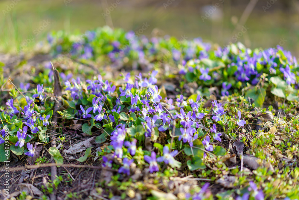Fototapeta premium Wild wildflowers in a meadow in early spring. Background with selective focus and copy space