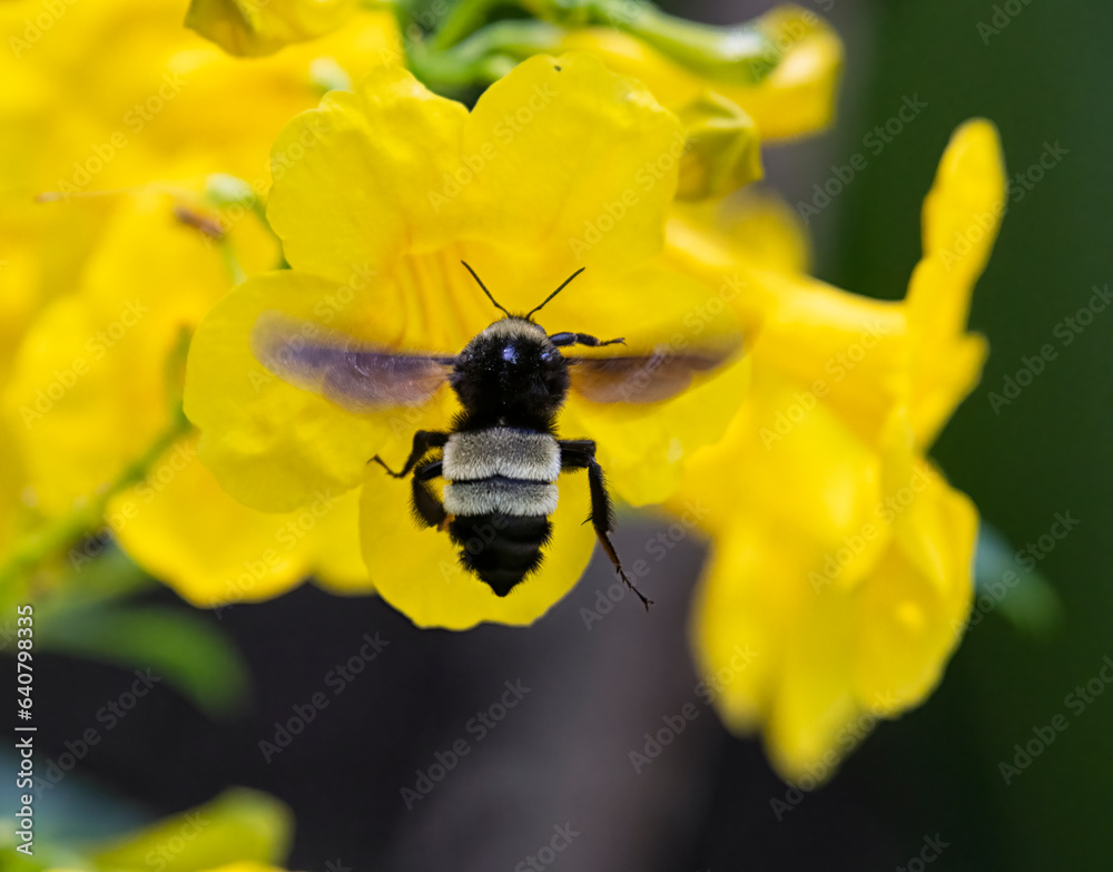Bumblebee feeding on yellow flowers, Galveston, Texas Bumblebee feeding on yellow flowers, Galveston, Texas