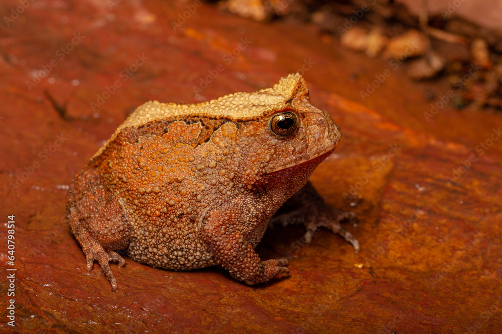 Obraz premium frog on the ground