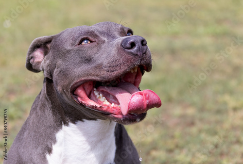 Beautiful staffordshire bull terrier portrait on a green lawn close-up. Blue stuffy with tongue out. Blue american staffordshire terrier, amstaff. Cute shot of a blue staff terrier outside © Aleksandr Lesik