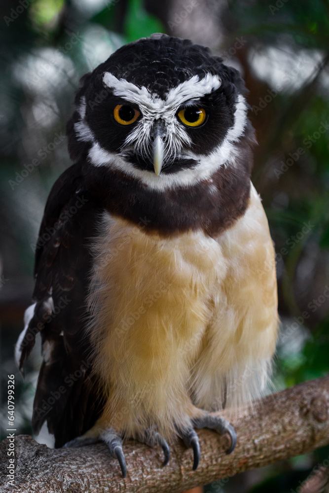 Naklejka premium great horned owl