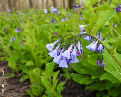 Mertensia virginica (Virginia Bluebells) Native North American Springtime Woodland Wildflower photo