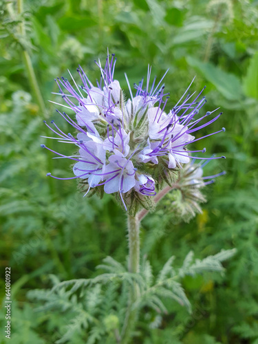 lacy phacelia also blue tansy also fiddleneck (in german Rainfarn-Phazelie also Kranzlichtnelke also Büschelschön also Bienenfreund) Phacelia tanacetifolia photo