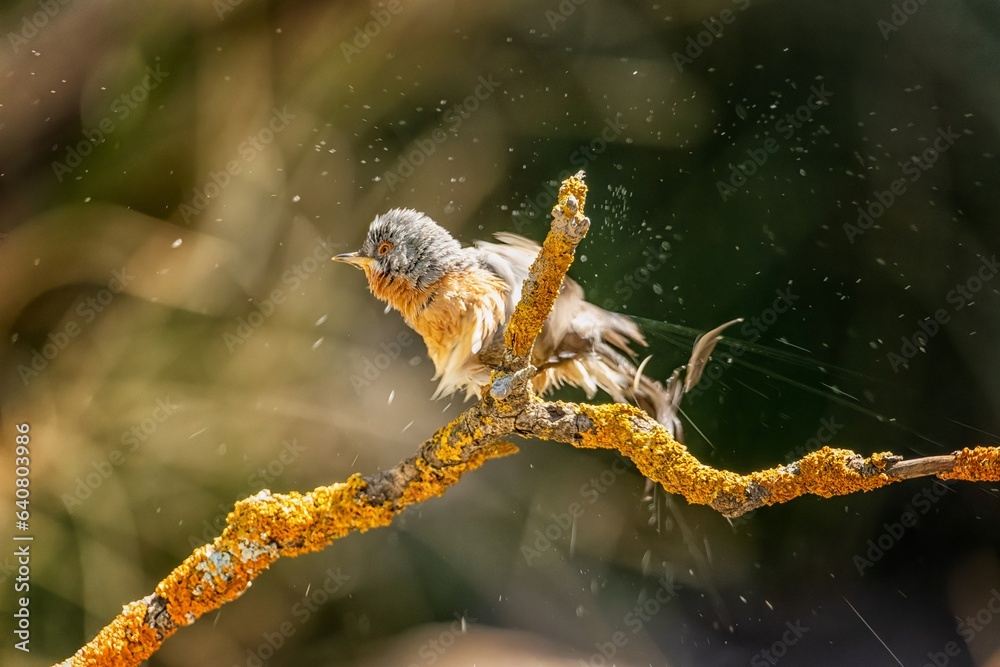 Subalpine Warbler - Sylvia cantillans, perched on a tree branch