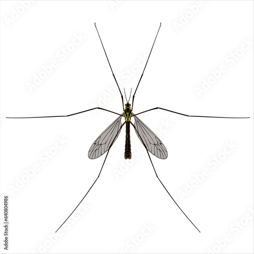 Isolated image of a large mosquito close-up on a white background 