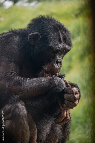Fototapet chimp