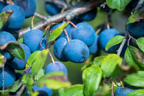 Branch full of ripe and tasty plums in the garden. Selective focus. Shallow depth of field.
