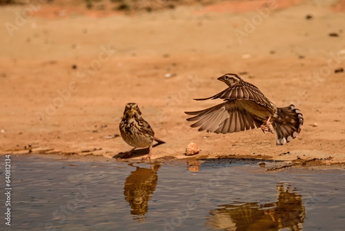 Whooping Sparrow or Petronia petronia, reflected in the spring photo