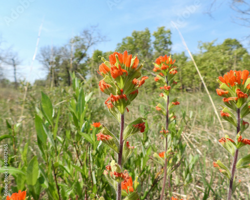 Castilleja coccinea (Indian Paintbrush) Native North American Prairie Wildflower