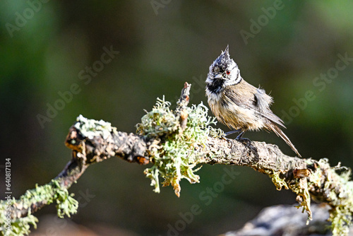 Hooded Tit or Lophophanes cristatus, perched on a twig. photo