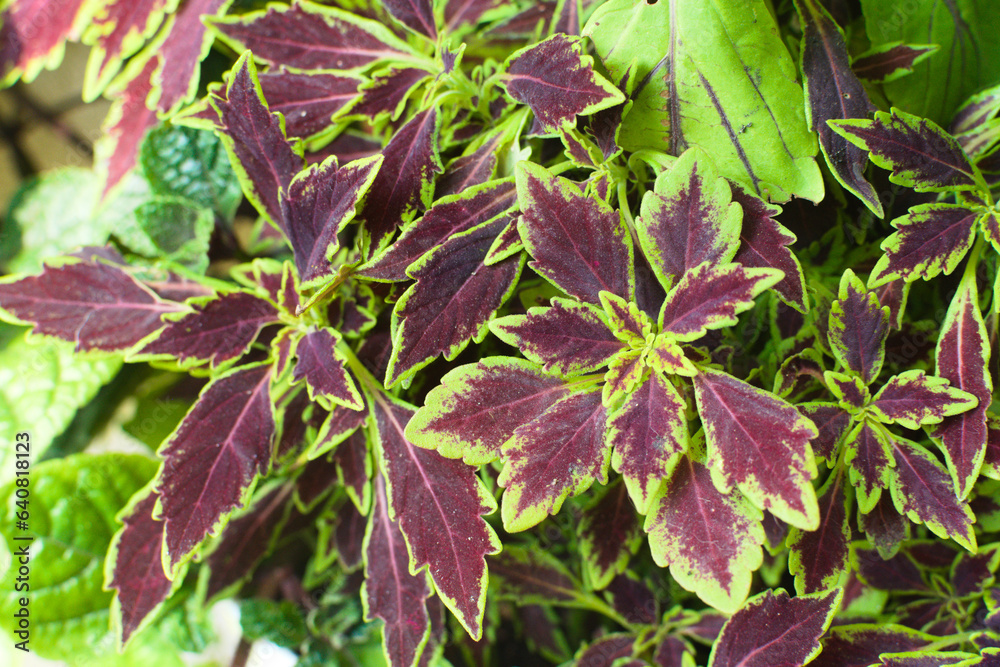 Plant composition made from coleus. Plant composition made from coleus.