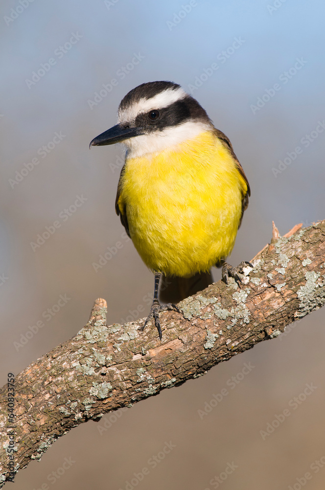 Fototapeta premium Great Kiskadee, Pitangus sulphuratus, Calden forest, La Pampa, Argentina