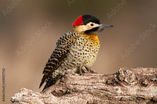 Green barred Woodpecker in forest environment, La Pampa province, Patagonia, Argentina.