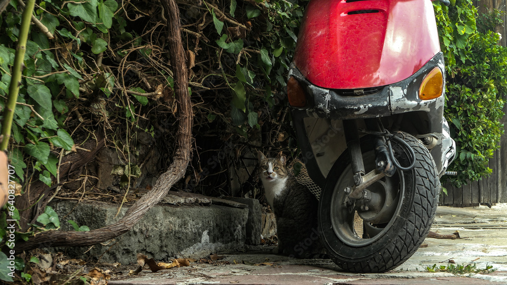 kot na ulicy, w mieście, czerwony skuter, zainteresowany, ciekawski kot, patrzy, tło - obrazy, fototapety, plakaty 