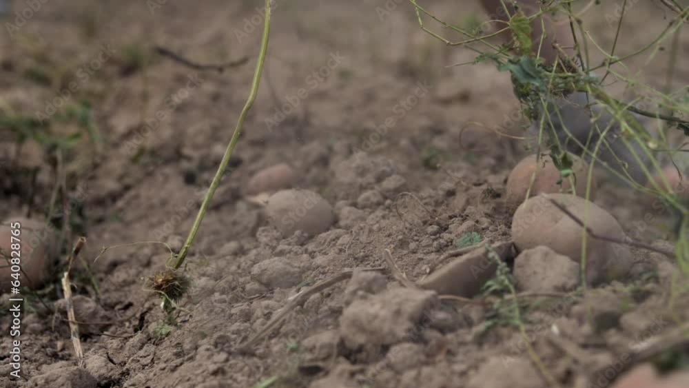 Closeup of a woman's hands picking a potato dug from the ground. Harvesting root vegetables. The woman digs up the potatoes and puts them in a wicker basket. Closeup of a woman's hands picking a potato dug from the ground. Harvesting root vegetables. The woman digs up the potatoes and puts them in a wicker basket.