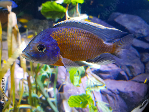 Copadichromis borleyi cichlid   photo