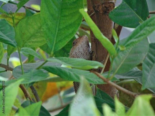 photo of a cute iguana hiding in a tree branch