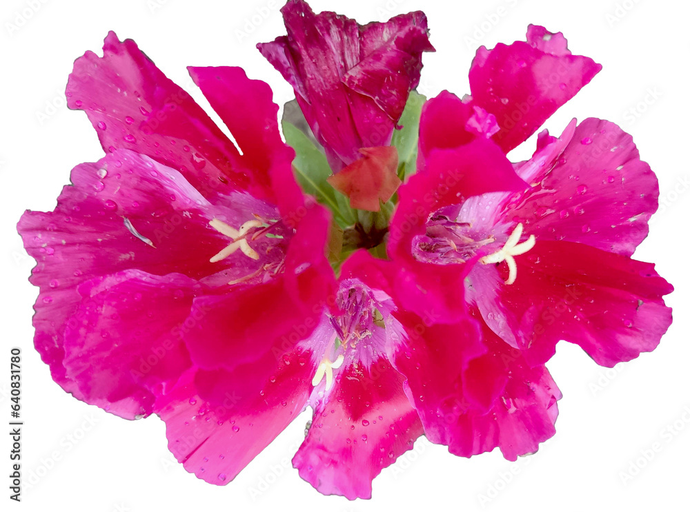 pink flower from the garden, isolated object pink flower from the garden, isolated object