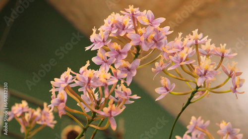 Orquídea rosa exposta em uma feira de flores em São Paulo photo