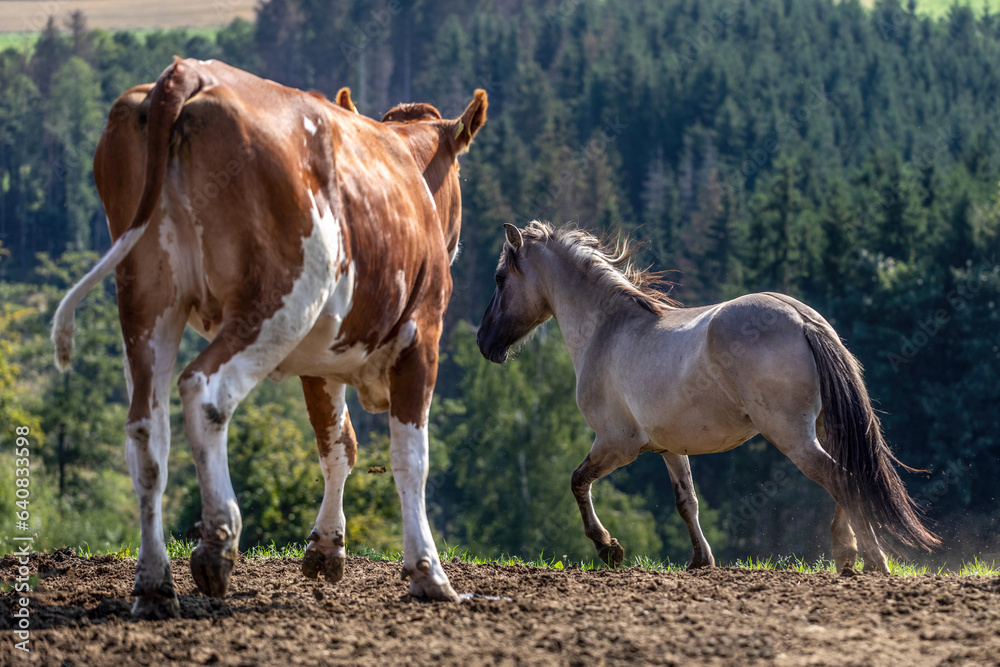 A young konik horse interacting with cows on a pasture outdoors A young konik horse interacting with cows on a pasture outdoors