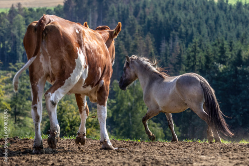 A young konik horse interacting with cows on a pasture outdoors
