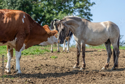 A cow and a horse are sniffing at each other