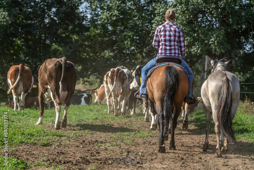 Working horses: Ranch work with cattles in summer outdoors