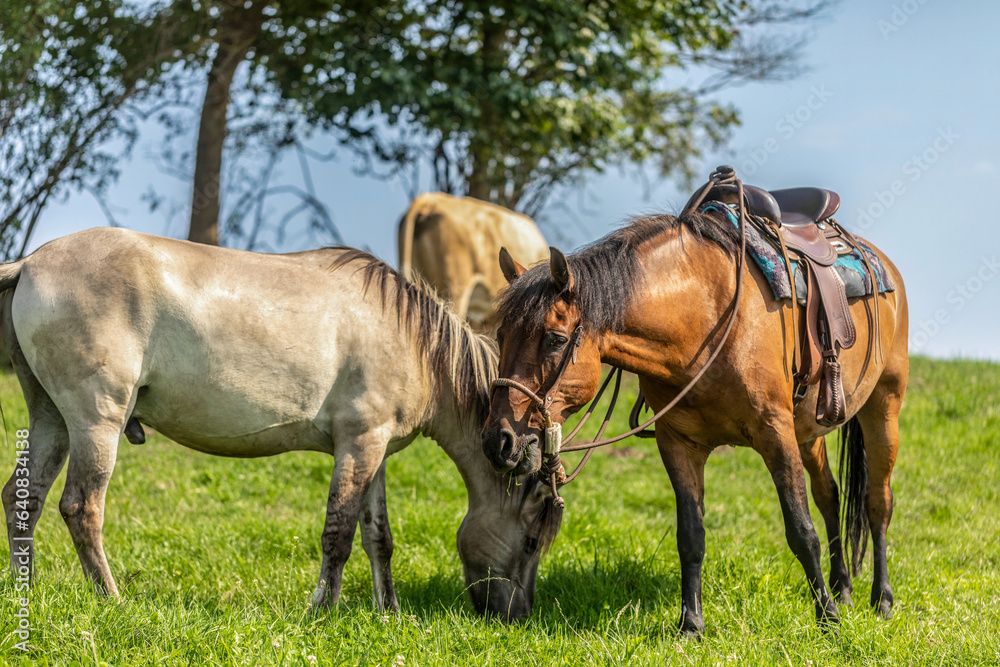 Portrait of a brown saddled western horse on a pasture outdoors Portrait of a brown saddled western horse on a pasture outdoors