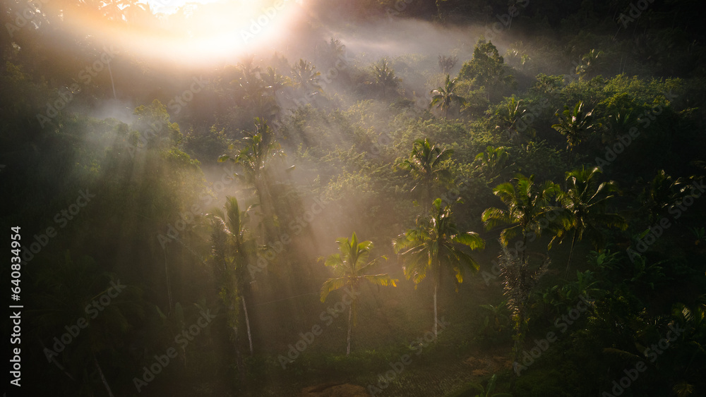 Fototapeta premium Bali's Rural Oasis: Aerial View of Foggy Sunrise, Palms, and Jungle in the Countryside. Discover Indonesia's Charming Vacation Haven in Asia