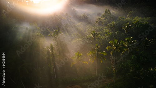 Bali's Rural Oasis: Aerial View of Foggy Sunrise, Palms, and Jungle in the Countryside. Discover Indonesia's Charming Vacation Haven in Asia © Mike Khokhlov