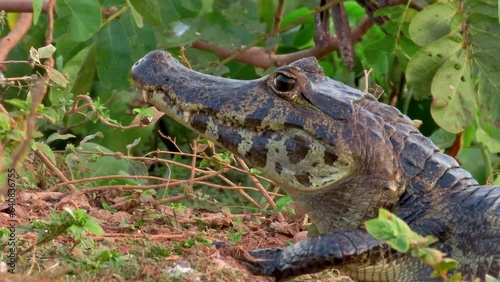 Alligator in the swamp. Yacare caiman resting in wetlands. Real nature scene. 